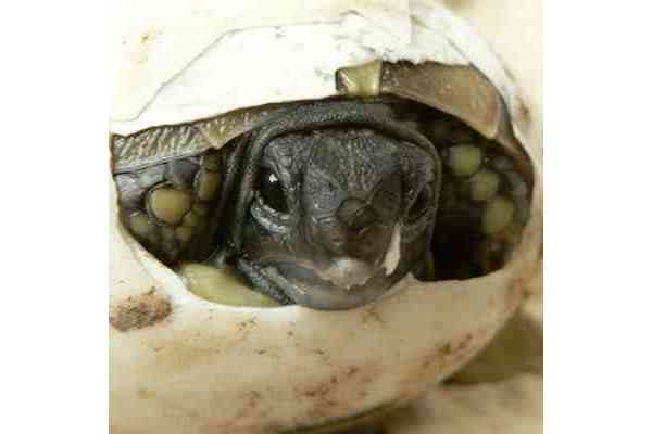 Europäische Landschildkröte Erfolgreiche Vermehrung