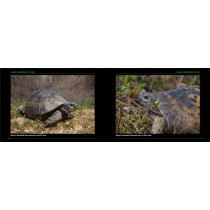 Faszination Schildkröten. Ein Bildband