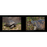 Faszination Schildkröten. Ein Bildband