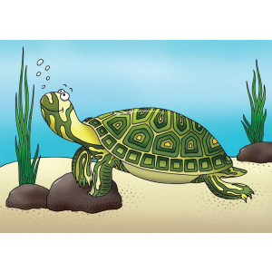 Postkarte Wasserschildkröte (illustriert)