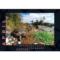 Schildkröten-Kalender 2023