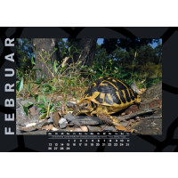 Schildkröten-Kalender 2024