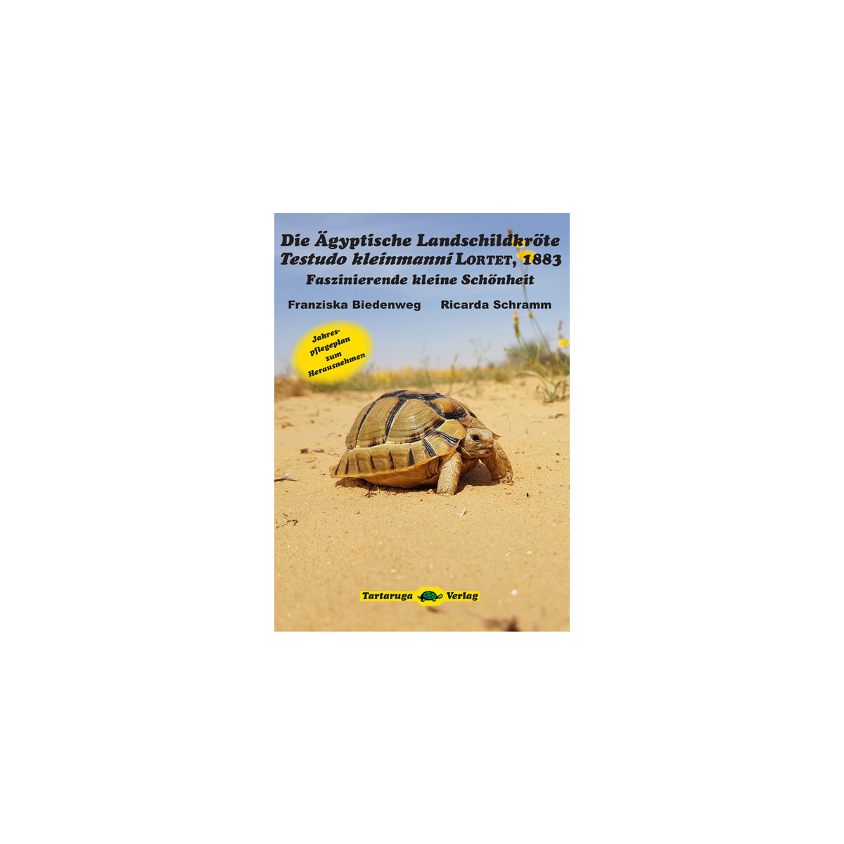 Die Ägyptische Landschildkröte Testudo kleinmanni 