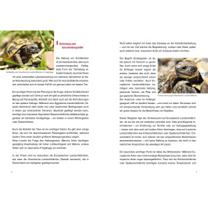 Achtung, Schildkröte! Ein kostenloser und kompakter Ratgeber über die Haltung Europäischer Landschildkröten