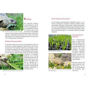 Achtung, Schildkröte! Ein kostenloser und kompakter Ratgeber über die Haltung Europäischer Landschildkröten