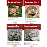 Schildkröten im Fokus - Jahrgang 2017